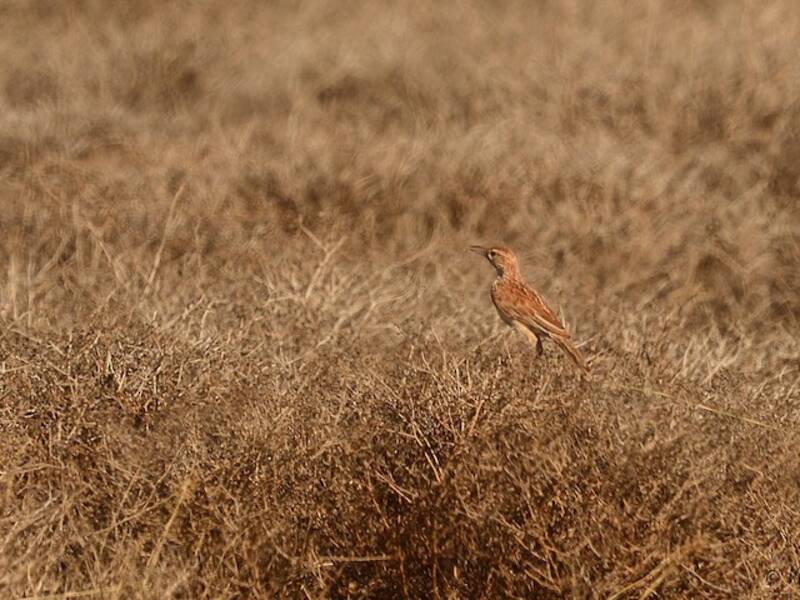 Somali Lark