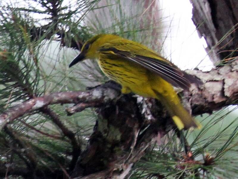 Oropéndola picofina