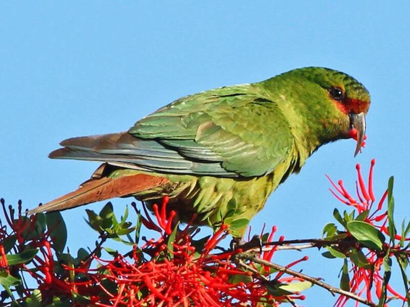 Cotorra piquifina