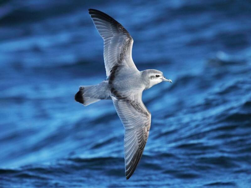 Slender-billed Prion
