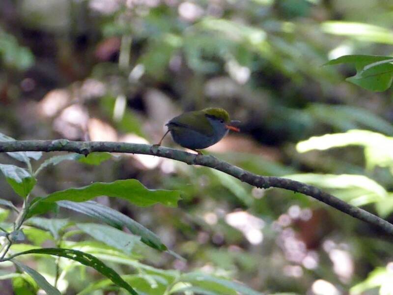 Slaty-bellied Tesia
