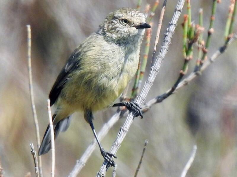 Slender-billed Thornbill