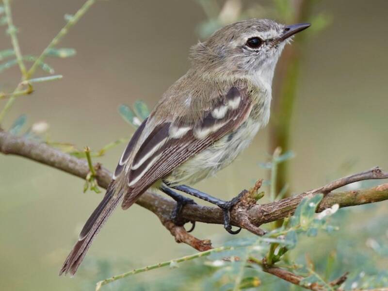 Slender-billed Tyrannulet, 照片 3