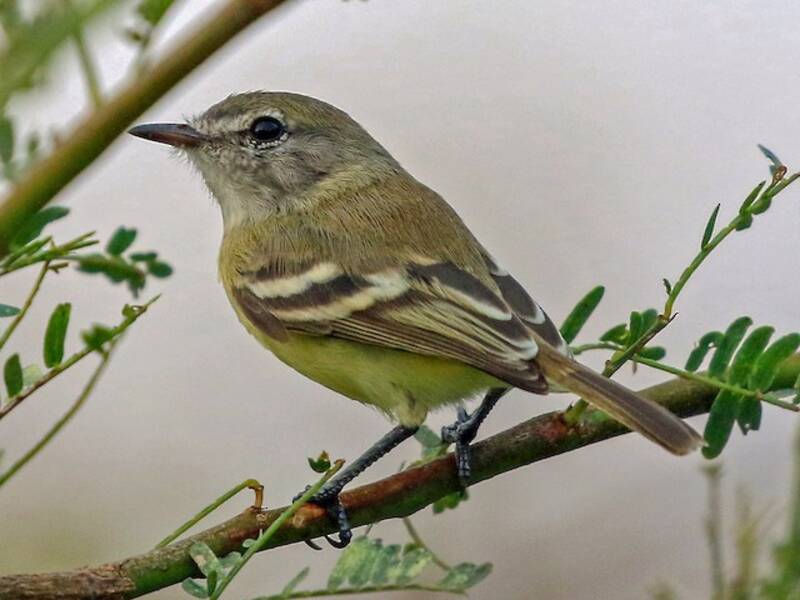 Slender-billed Tyrannulet