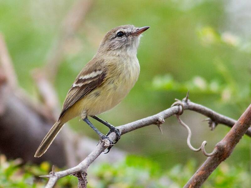 Slender-billed Tyrannulet, 照片 2