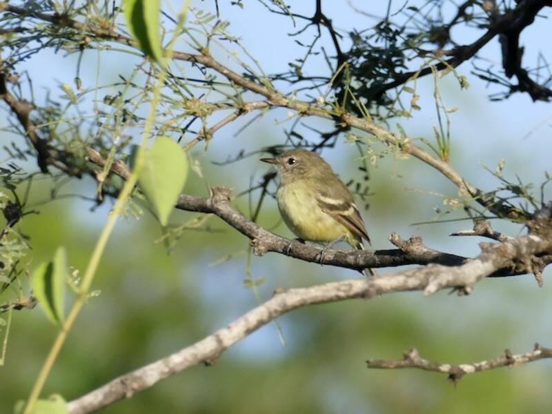 Slender-billed Tyrannulet, 照片 4