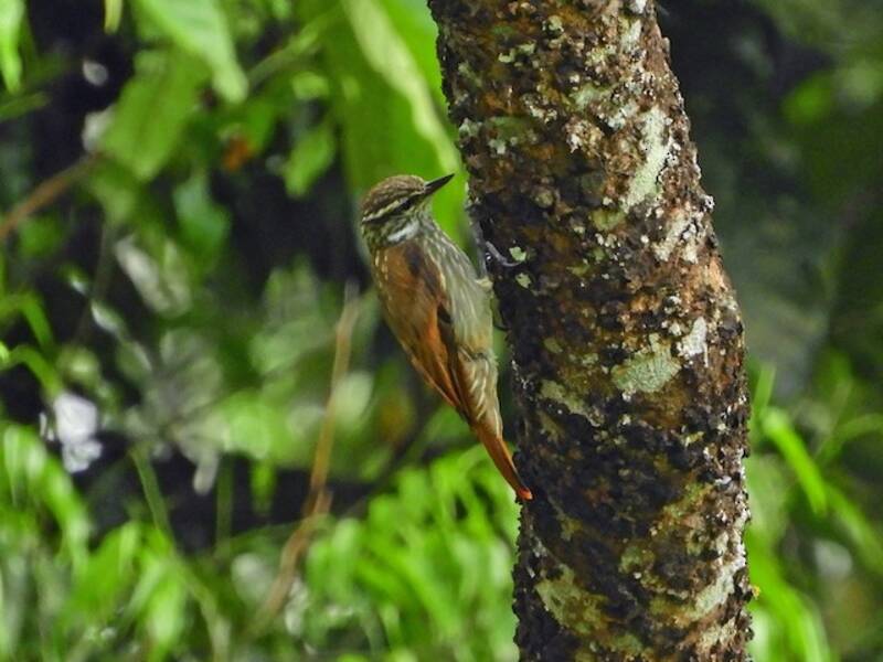 Xenops beccosottile, Foto 2