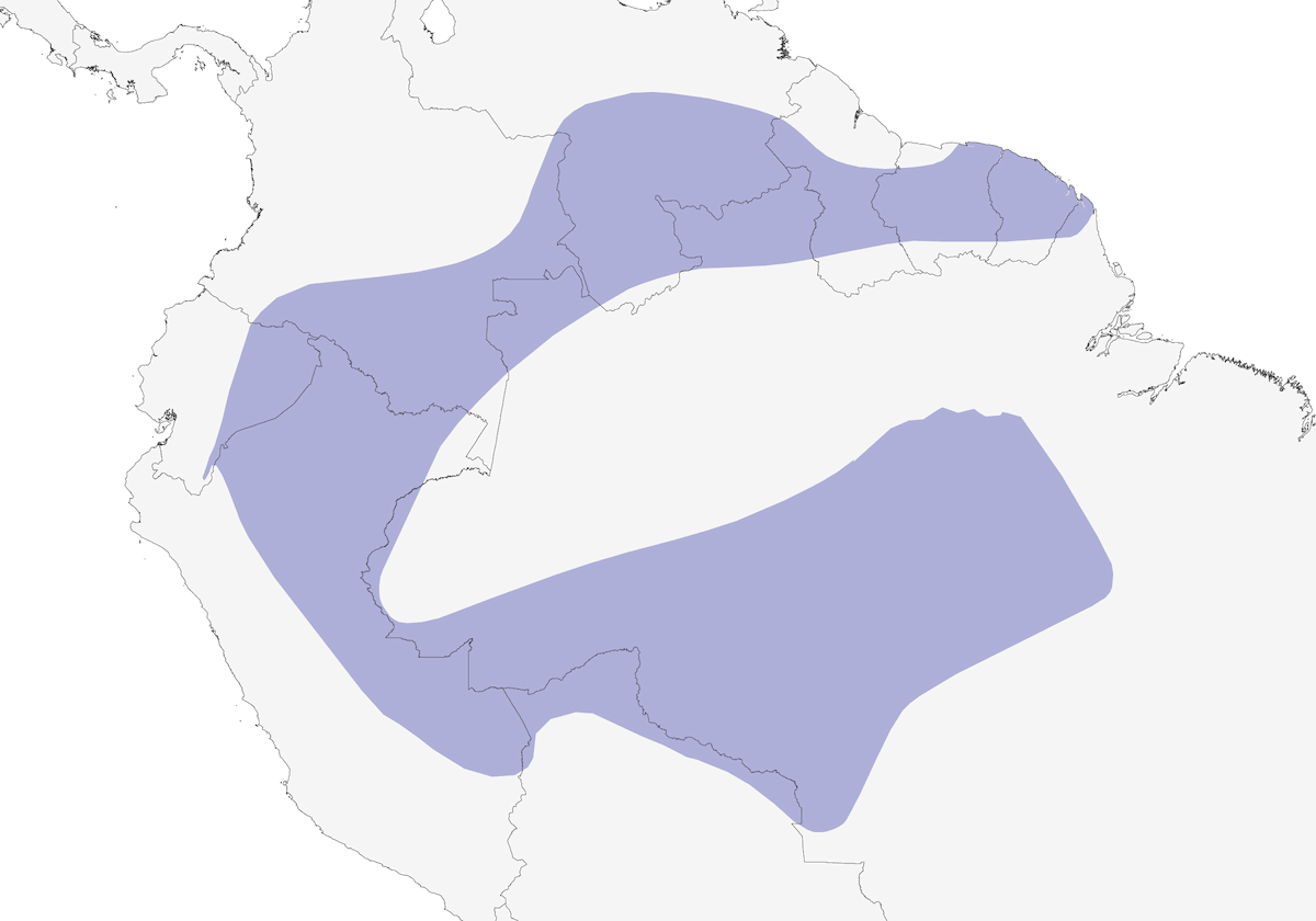 Xenops beccosottile, Distribuzione 1