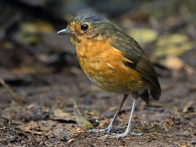 Slate-crowned Antpitta