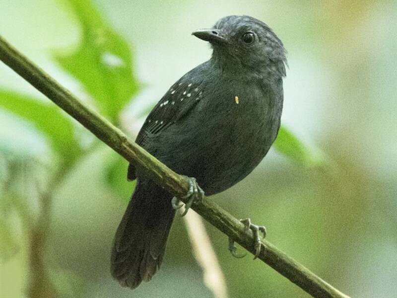 Mirmeciza schistacea, Foto 2