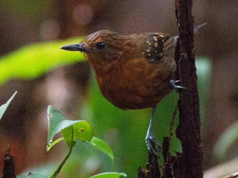 Schiefergrauer Ameisenvogel