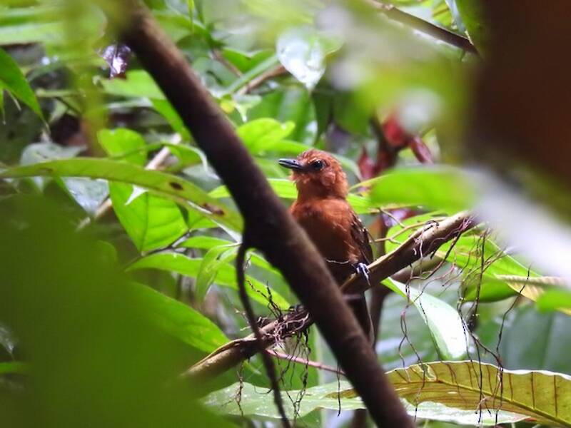 Mirmeciza schistacea, Foto 4