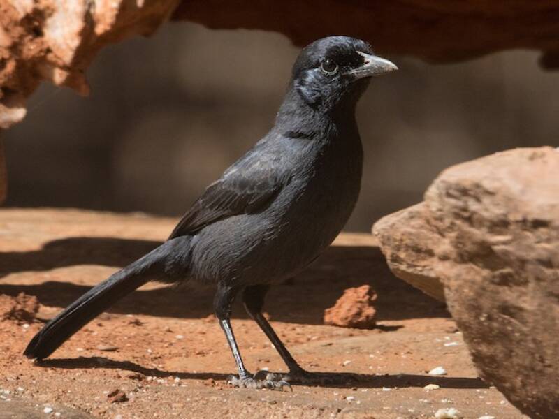 Schiefergrauer Boubou