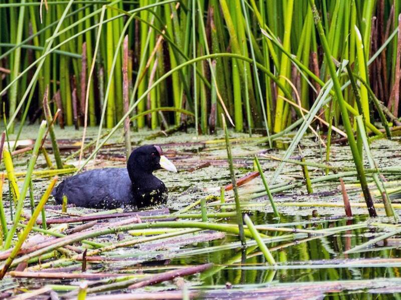 Slate-colored Coot - Fulica ardesiaca