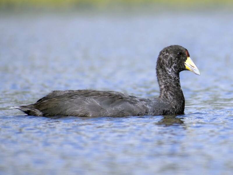Slate-colored Coot, Photos 4