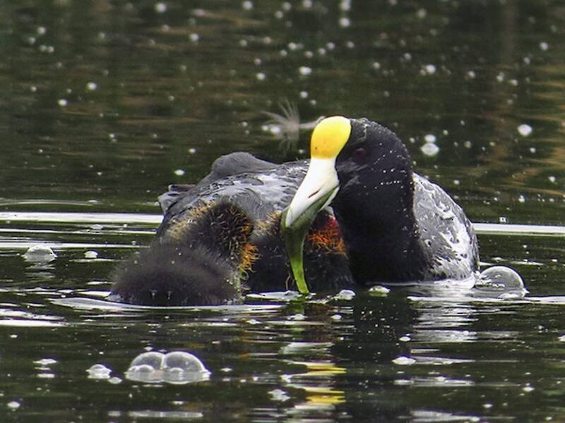 Slate-colored Coot, Photos 2