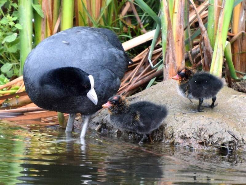 Slate-colored Coot, Photos 3