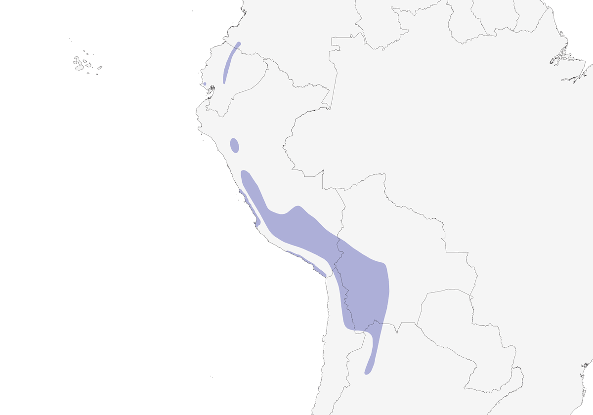 Slate-colored Coot, Distribution 1