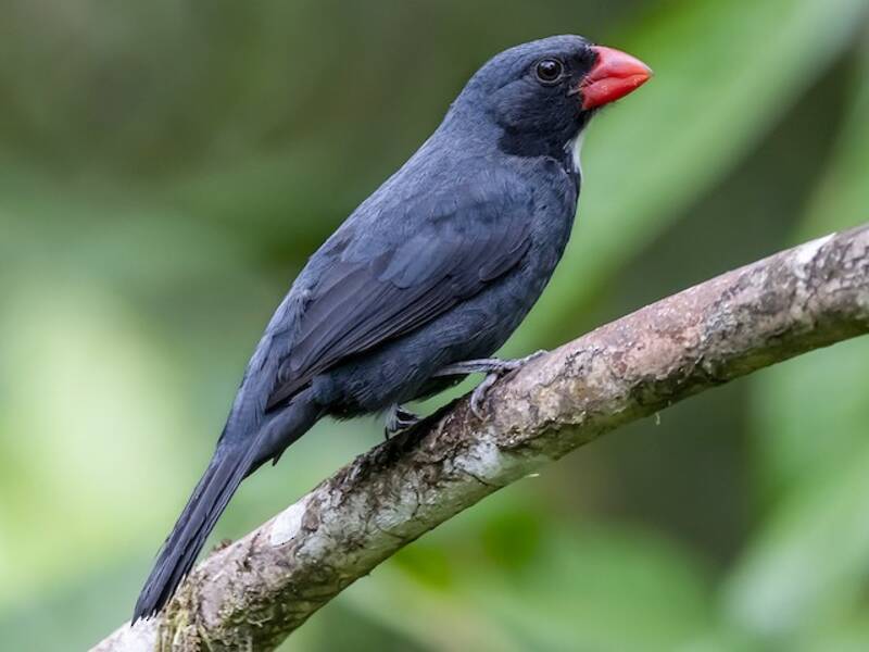 Slate-colored Grosbeak, Photos 3