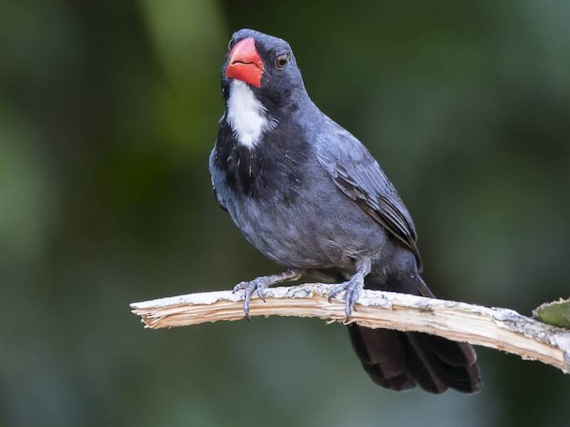 Slate-colored Grosbeak, Photos 2