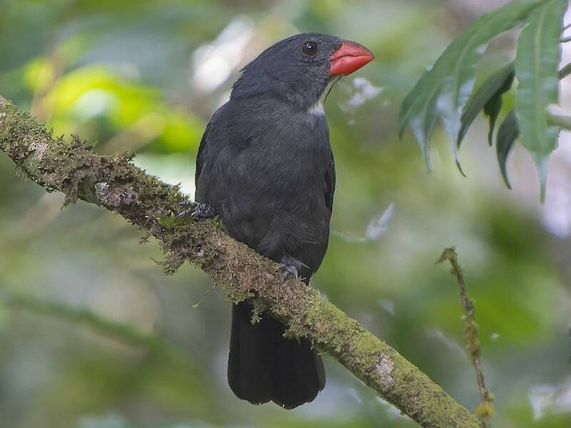 Slate-colored Grosbeak, Photos 4