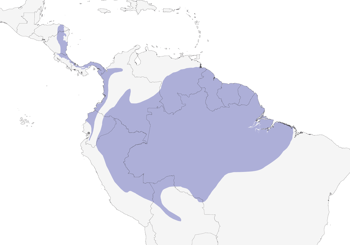 Slate-colored Grosbeak, Distribution 1