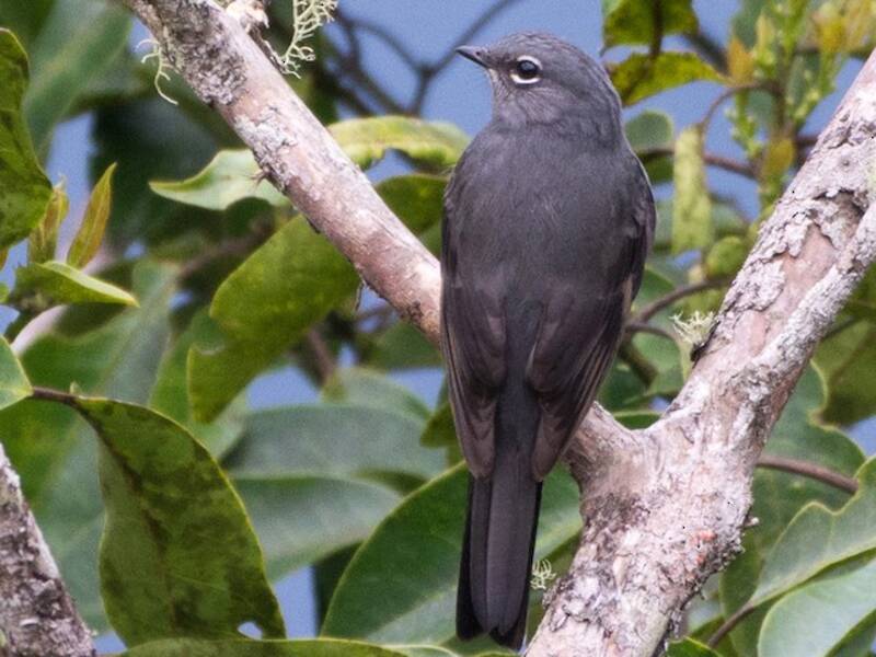 Slate-colored Solitaire, 照片 2
