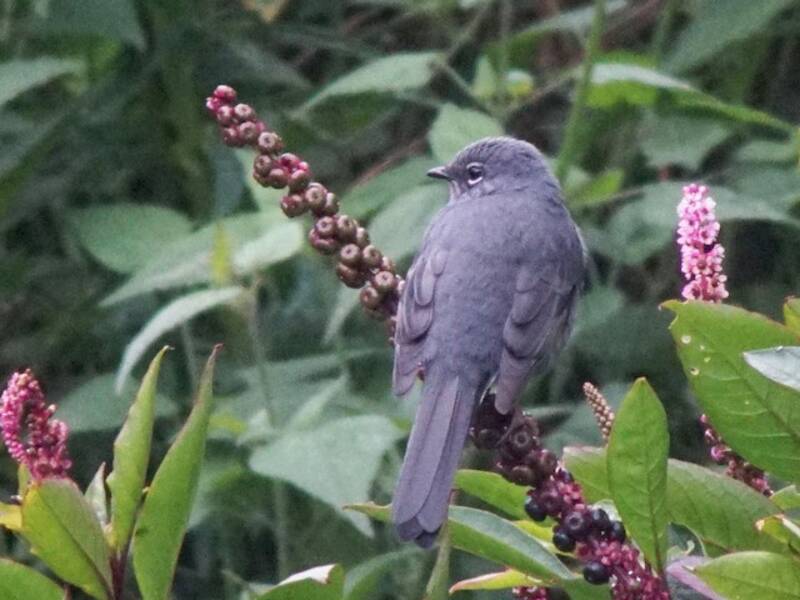 Slate-colored Solitaire, 照片 3