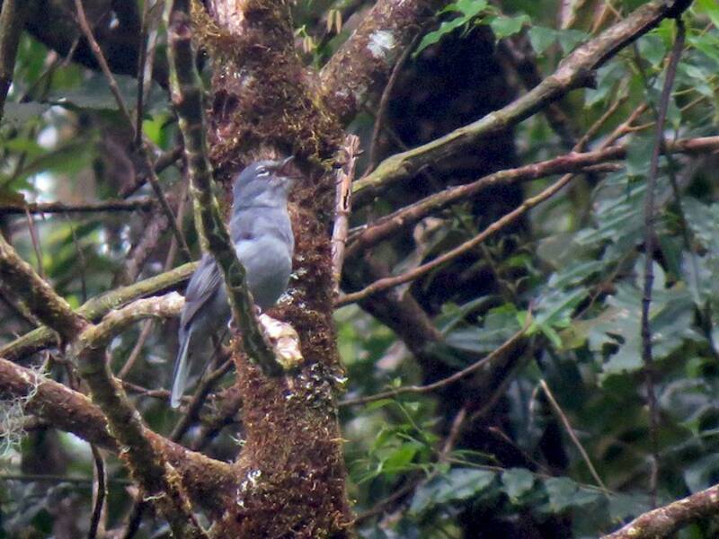 Slate-colored Solitaire, 照片 4