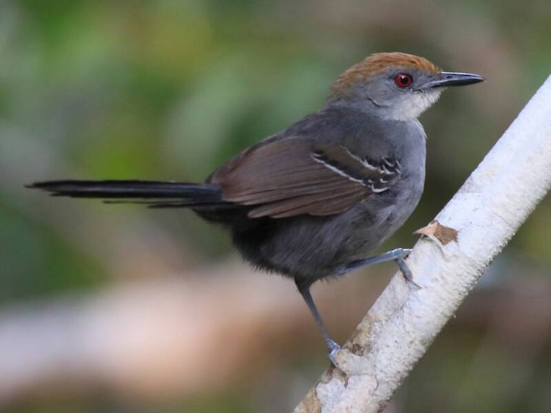 Schlankameisenvogel