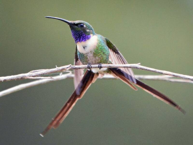 Colibri porte-épée gracile, Photos 2
