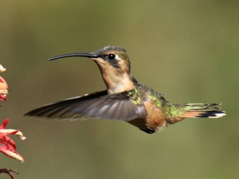 Colibri porte-épée gracile, Photos 3