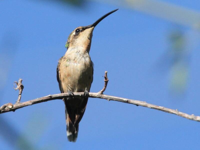 Colibri porte-épée gracile, Photos 4