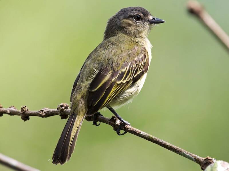 Tyranneau à pattes fines