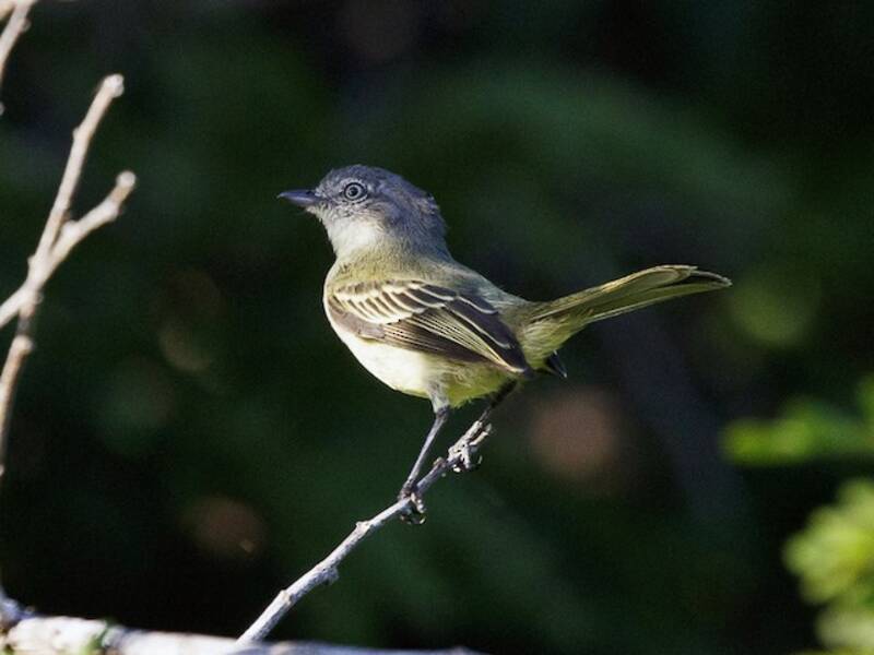 Tirannide dal piede sottile, Foto 4