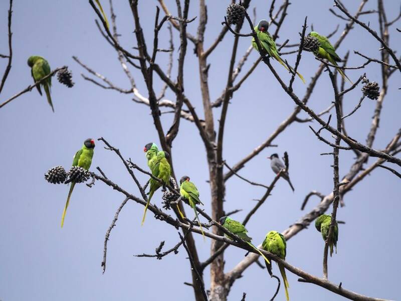 Slaty-headed Parakeet, Photos 4