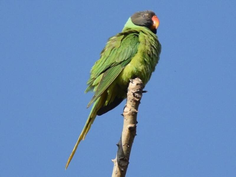 Parrocchetto testardesia
