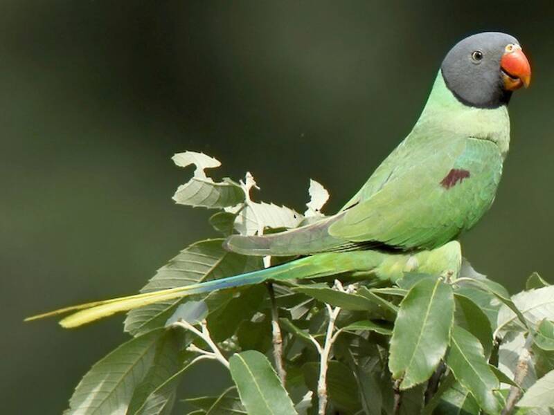 Slaty-headed Parakeet, Photos 3