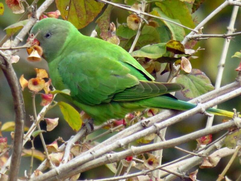 Slaty-headed Parakeet, Photos 2