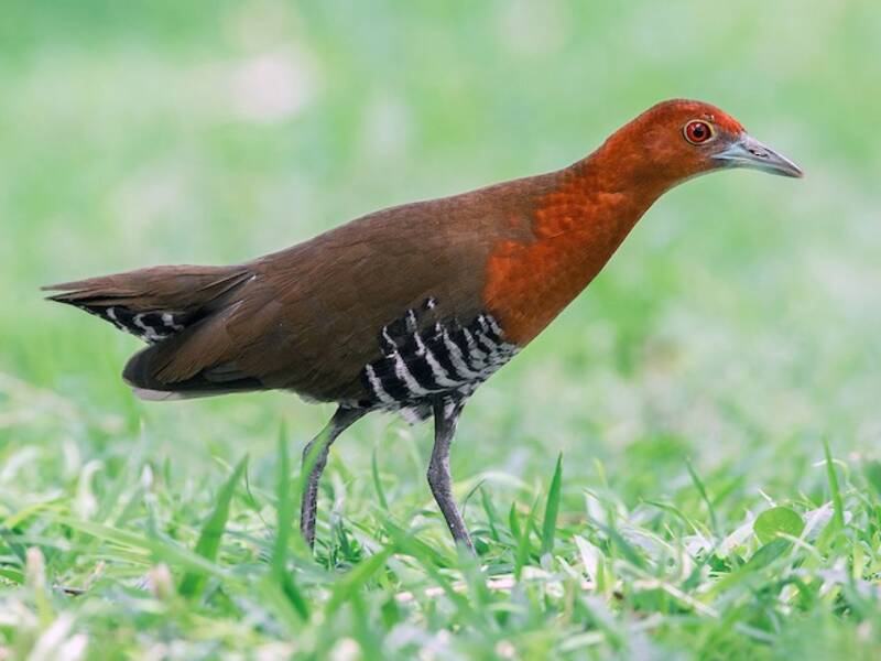 Slaty-legged Crake, 照片 2