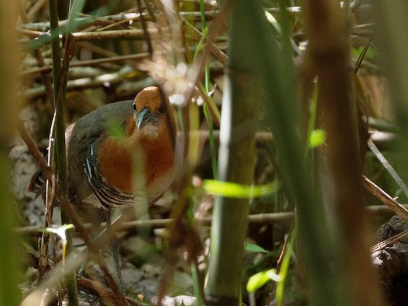 Slaty-legged Crake, 照片 4