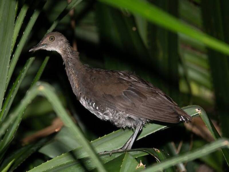 Slaty-legged Crake, 照片 3