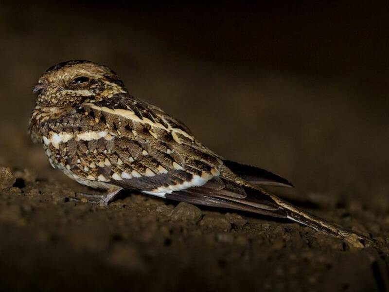Succiacapre dalla coda sottile, Foto 2
