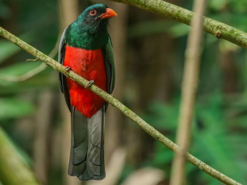 Massena-Trogon, Fotos 3