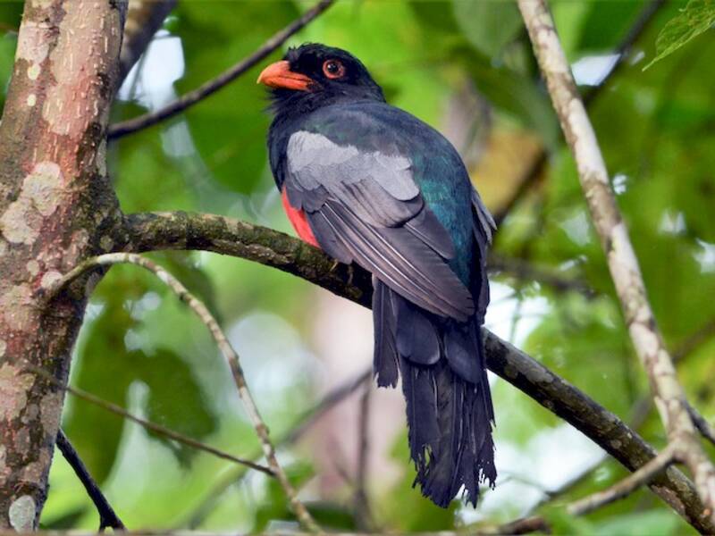 Massena-Trogon, Fotos 4