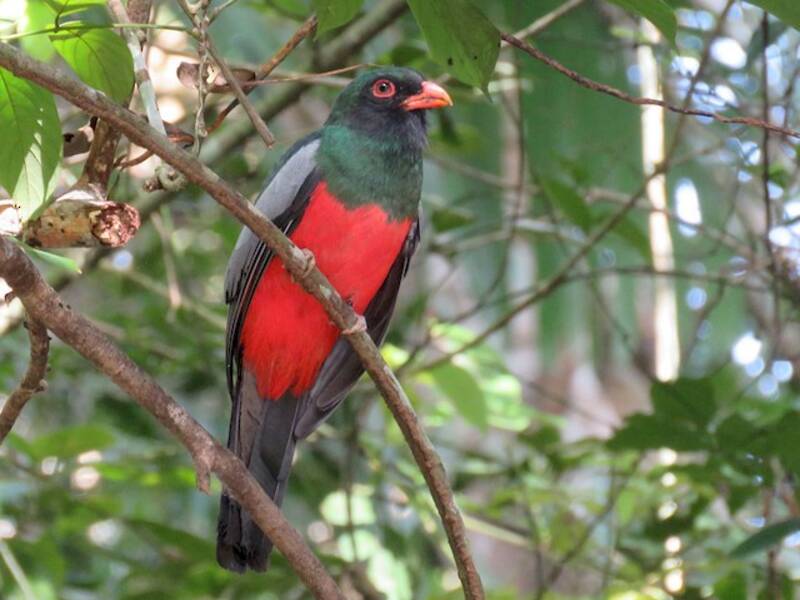 Massena-Trogon, Fotos 2