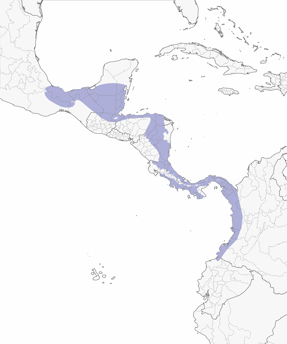 Massena-Trogon, Verbreitung 1