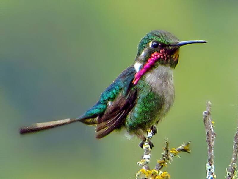 Colibri de Burmeister, Photos 2