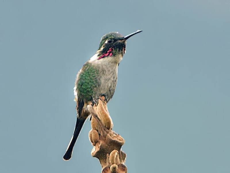 Colibri de Burmeister, Photos 3