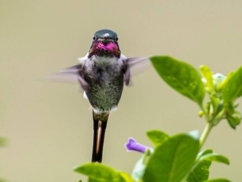 Colibri de Burmeister